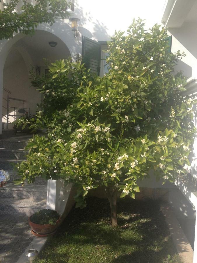 Apartmani Vukicevic Водице Екстер'єр фото
